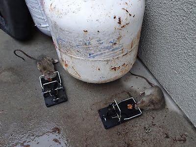 mouse trapping